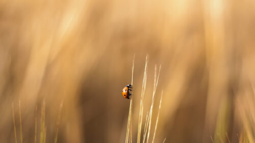 Minimalist Ladybug on Golden Wheat Stalk Macro Photography Desktop Wallpaper
