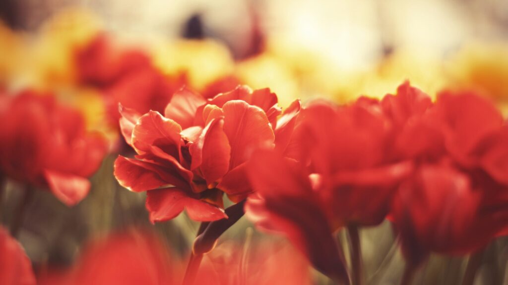 Stunning Red Tulip Flower Close Up High Definition 4K Desktop Wallpaper