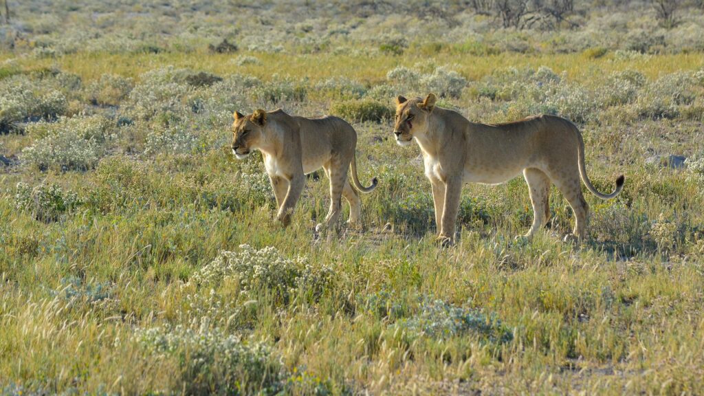 Two Majestic African Lionesses Walking in the Wild Savannah 4K Wallpaper