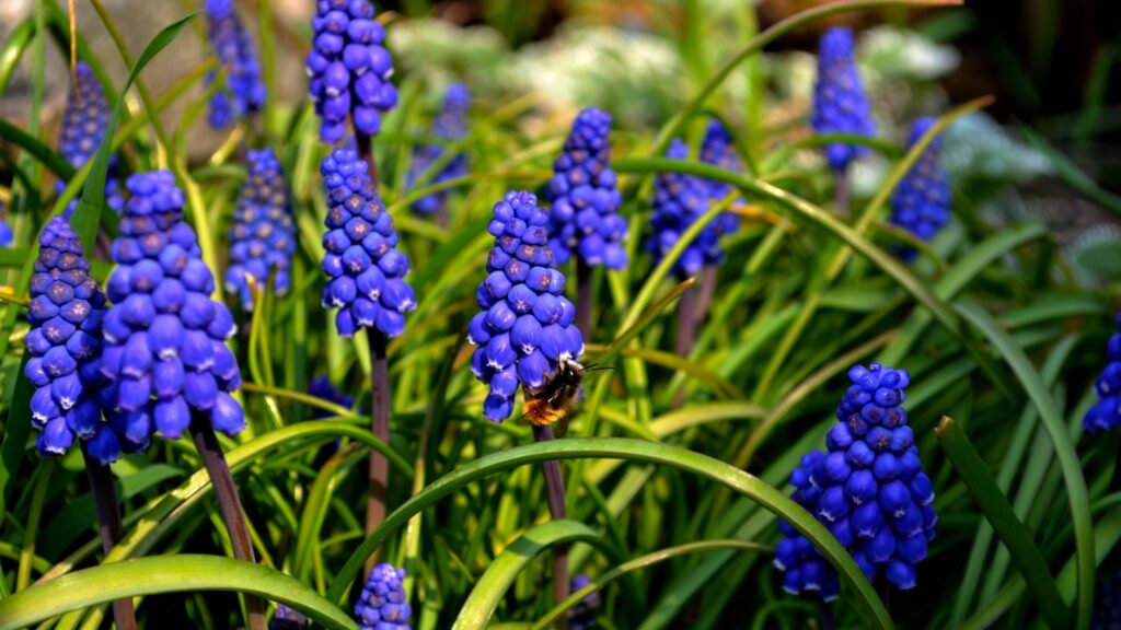 Bumblebee Pollinating Vibrant Blue Muscari Flowers Desktop Wallpaper