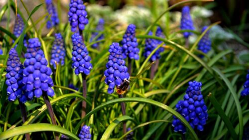 Bumblebee Pollinating Vibrant Blue Muscari Flowers Desktop Wallpaper
