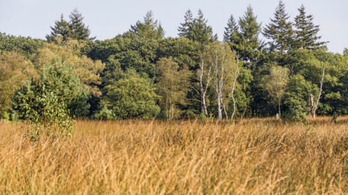 Sunlit Autumn Meadow and Evergreen Forest Edge Desktop Wallpaper