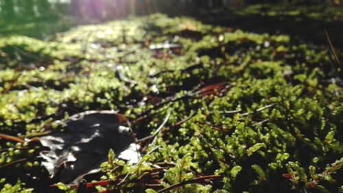 Sunlit Mossy Forest Floor Macro Close-up Desktop Wallpaper