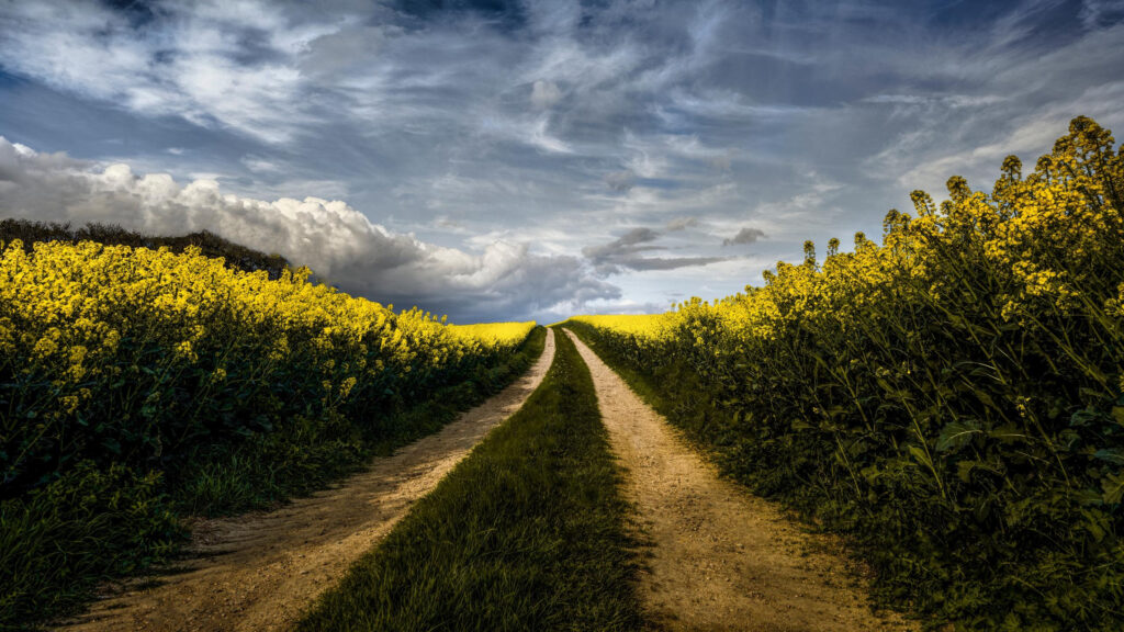 Stunning Canola Field Dirt Path Through Golden Rapeseed Flowers Desktop Wallpaper