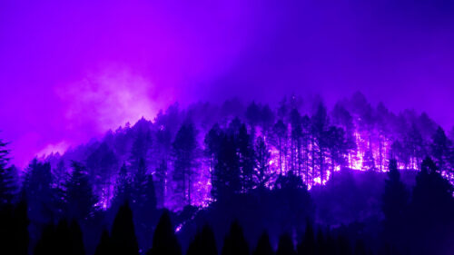 Fiery Forest Inferno in Intense Purple Neon Glow Desktop Wallpaper