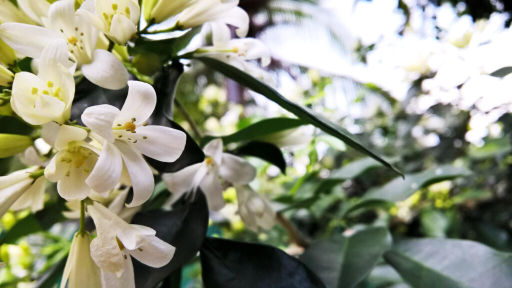 Beautiful White Jasmine Flowers Macro Photography PC Wallpaper