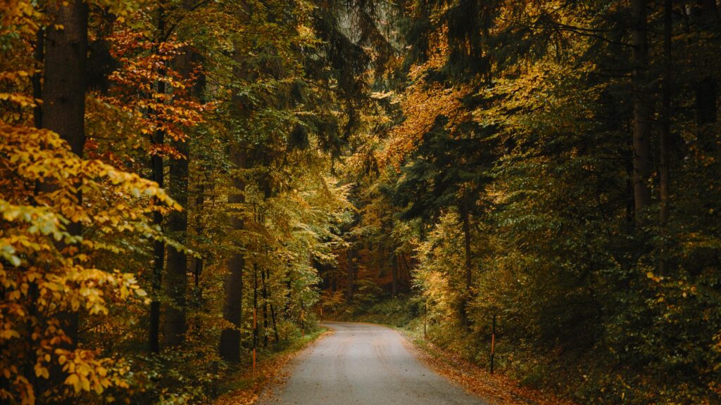 Enchanting Autumn Forest Road Winding Through Golden Trees Desktop Wallpaper