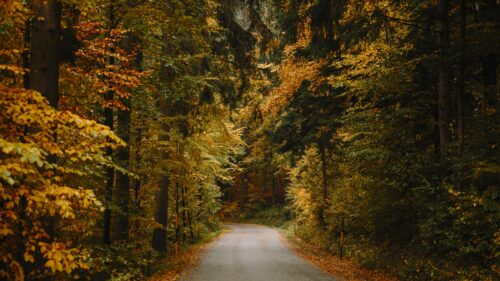 Enchanting Autumn Forest Road Winding Through Golden Trees Desktop Wallpaper