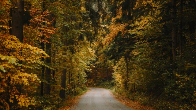 Enchanting Autumn Forest Road Winding Through Golden Trees Desktop Wallpaper
