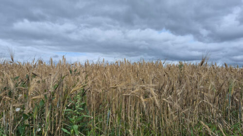 Golden Wheat Field Under Dramatic Cloudy Summer Sky 4K Desktop Wallpaper