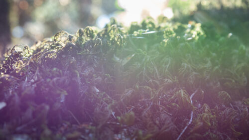 Sunlit Forest Ferns and Moss Macro Lens Desktop Wallpaper