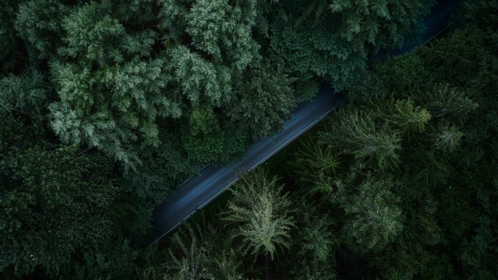 Aerial View of a Forest Road Through Dense Green Pine Trees Desktop Wallpaper