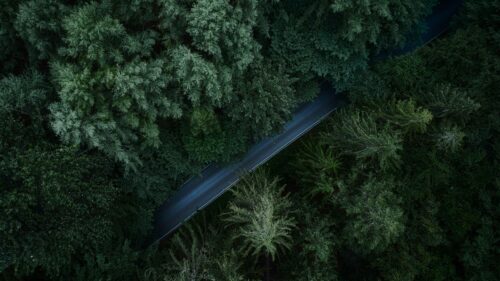 Aerial View of a Forest Road Through Dense Green Pine Trees Desktop Wallpaper
