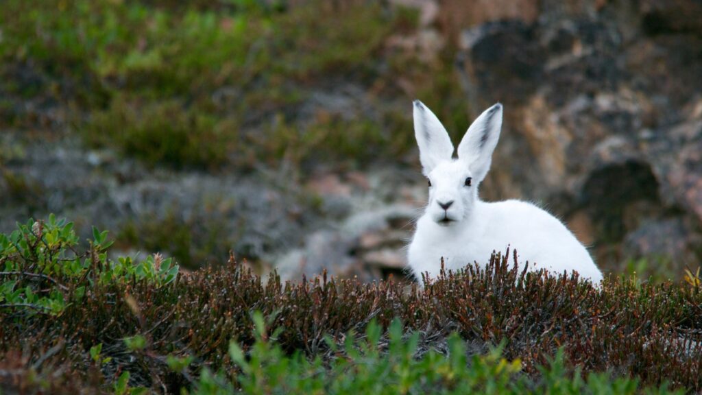 Stunning Arctic Hare in the Tundra Wilderness Desktop Wallpaper