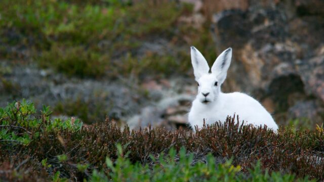 Stunning Arctic Hare in the Tundra Wilderness Desktop Wallpaper