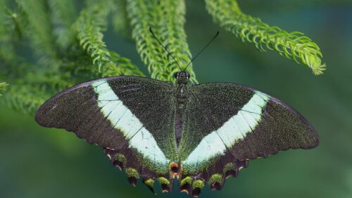 Stunning Green Banded Swallowtail Butterfly on Evergreen Branch 4K Wallpaper