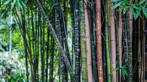 Engraved Bamboo Forest Stalks Artistic Nature Desktop Wallpaper