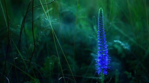 Vibrant Blue Spiked Flower in Dark Moody Forest Desktop Wallpaper