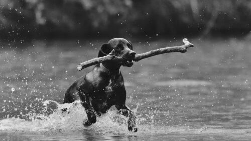 Black and White Photography of a Joyful Dog Running Through Water with a Stick Desktop Wallpaper