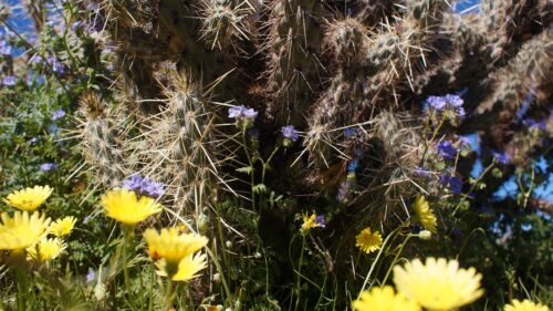 Stunning Cholla Cactus and Desert Wildflowers PC Wallpaper