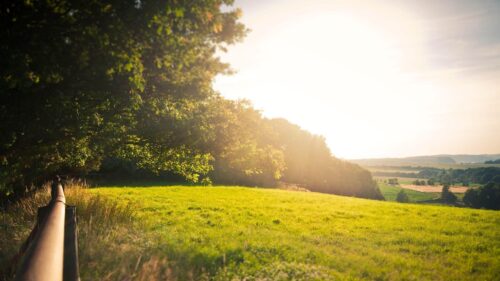 Golden Hour Sunlight Over Lush Green Meadow Desktop Wallpaper