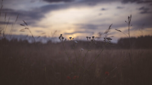 Serene Wildflower Meadow at Sunset Desktop Wallpaper