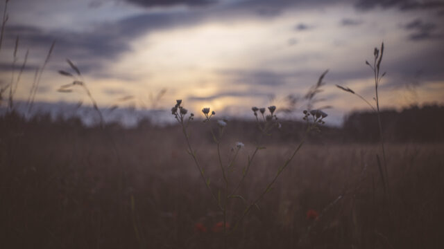 Serene Wildflower Meadow at Sunset Desktop Wallpaper