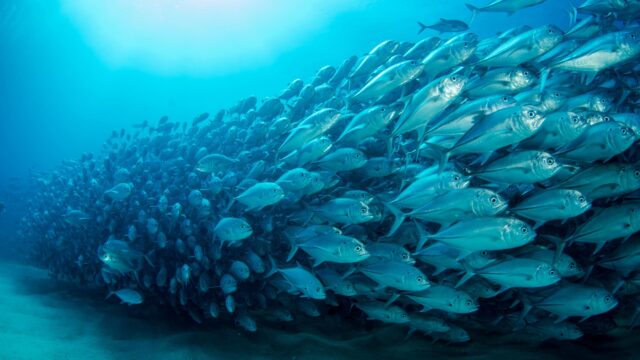 Stunning School of Silver Jack Fish Swimming in Deep Blue Ocean 4K Wallpaper