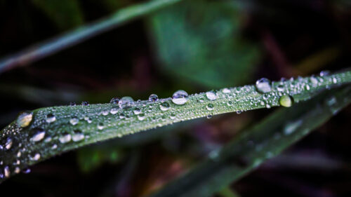 Macro Photography of Morning Dew Drops on Fresh Green Grass Blade Desktop Wallpaper