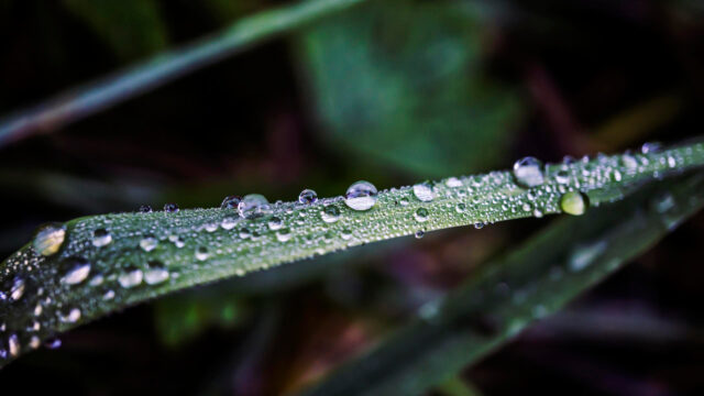Macro Photography of Morning Dew Drops on Fresh Green Grass Blade Desktop Wallpaper