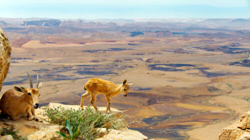 Nubian Ibex Wildlife Overlooking Makhtesh Ramon Desert Landscape Desktop Wallpaper