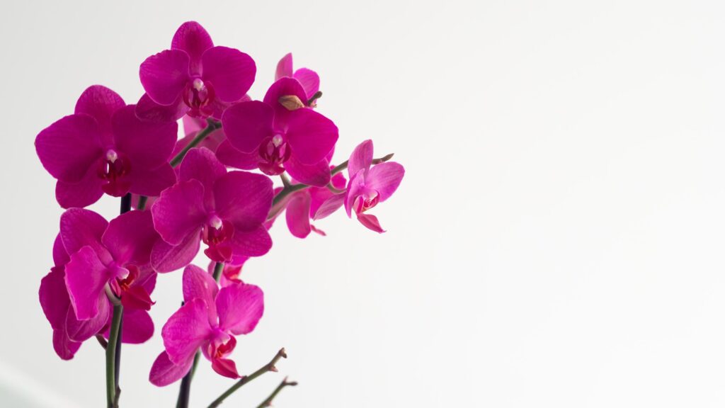Elegant Magenta Phalaenopsis Orchid Flowers Against Soft White Background Desktop Wallpaper