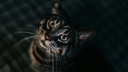 Close Up Portrait of a Curious Tabby Cat Looking Upwards 4K Desktop Wallpaper