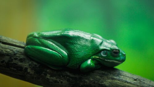 Stunning Vivid Green White Lip Tree Frog Resting on a Branch 4K Wallpaper