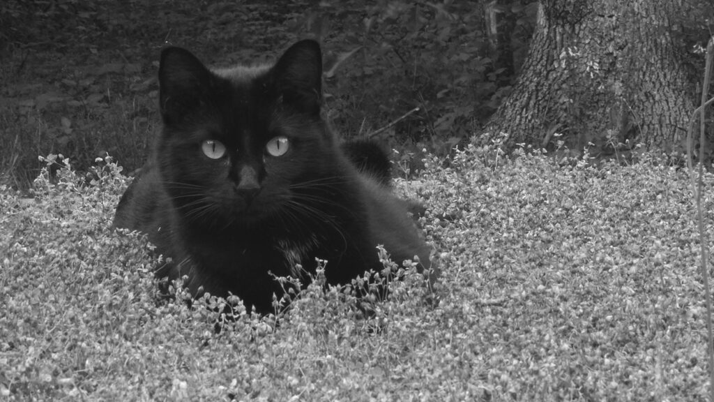 Stunning Black Cat Hiding in Wild Grass Monochrome Desktop Wallpaper