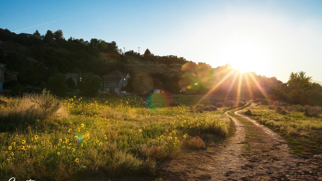 Stunning Golden Hour Meadow with Winding Dirt Path PC Wallpaper