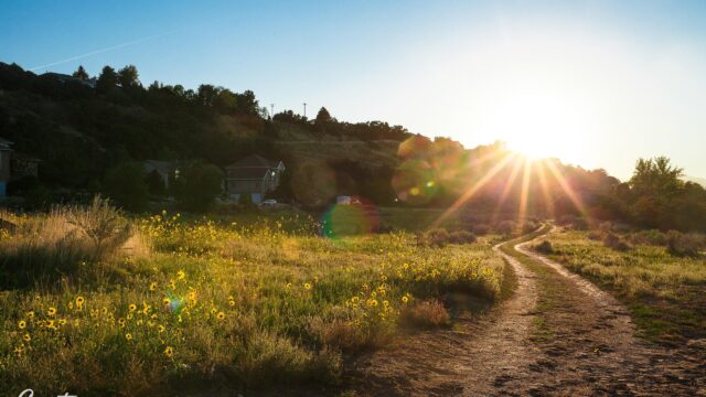 Stunning Golden Hour Meadow with Winding Dirt Path PC Wallpaper
