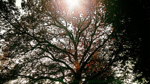 Abstract Tree Canopy With Golden Sunlight Artistic Desktop Wallpaper