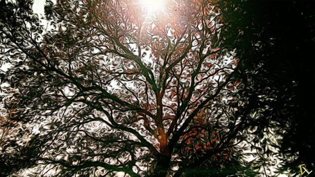 Abstract Tree Canopy With Golden Sunlight Artistic Desktop Wallpaper