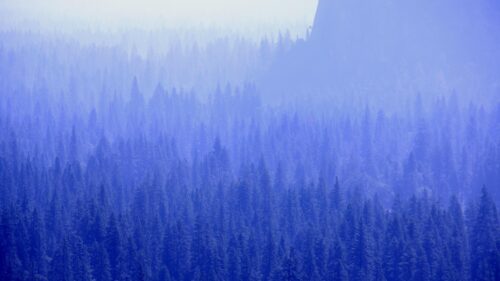 Misty Blue Forest Landscape Serene Nature Desktop Wallpaper