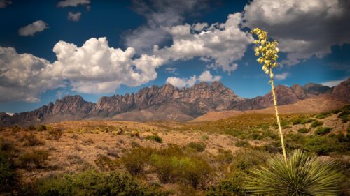 Majestic Desert Mountain Range with Yucca Plant 4K Desktop Wallpaper