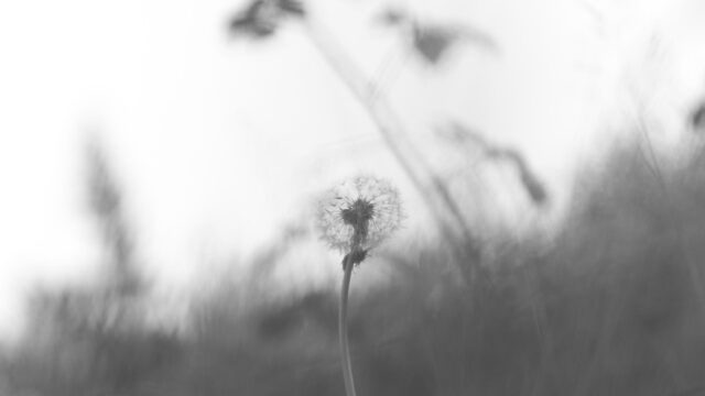 Minimalist Black and White Dandelion Seed Head Desktop Wallpaper