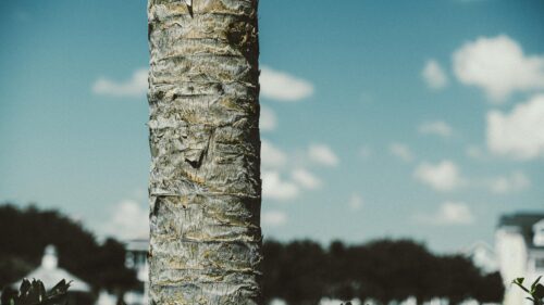 Close-up Palm Tree Bark Texture Against Blue Sky Desktop Wallpaper