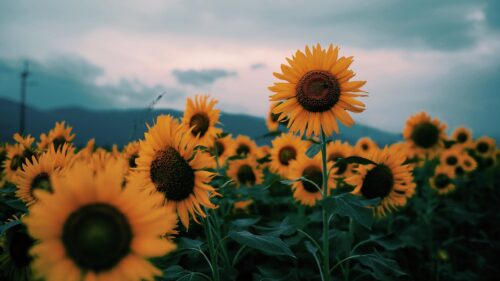 Beautiful Sunflowers Field at Twilight Moody Landscape PC Wallpaper