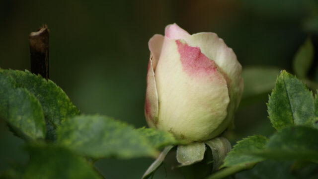 Soft Pastel Rosebud Close Up With Green Foliage Nature 4K Wallpaper