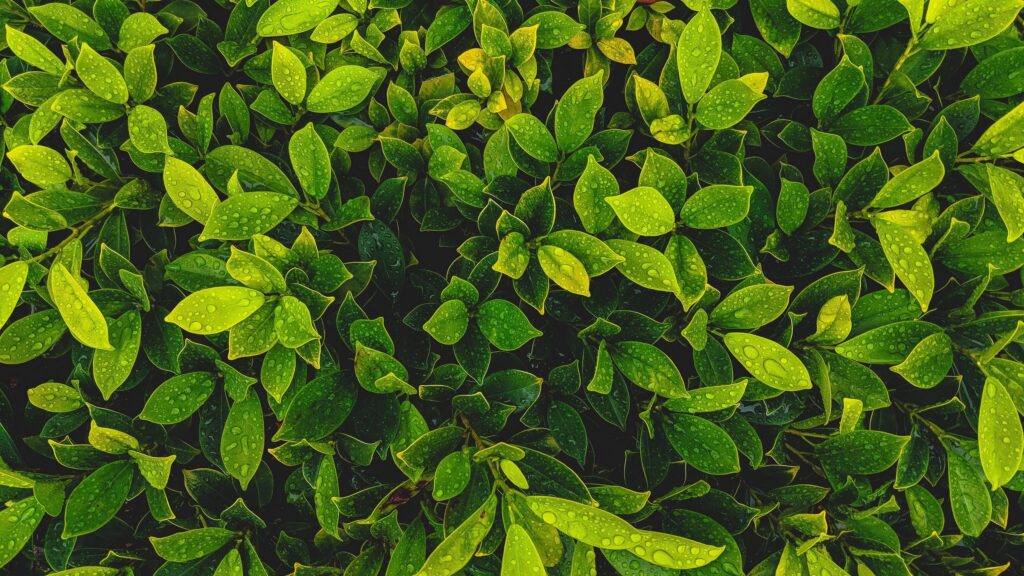 Vibrant Dewy Green Leaves Macro Texture 4K Desktop Wallpaper