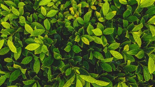 Vibrant Dewy Green Leaves Macro Texture 4K Desktop Wallpaper