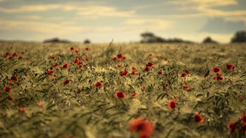 Stunning Field of Red Poppies in Golden Hour Sunlight 4K Desktop Wallpaper