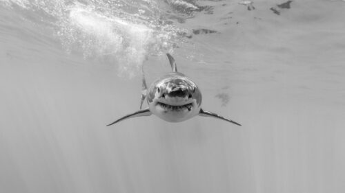 Stunning Black and White Great White Shark Underwater Desktop Wallpaper