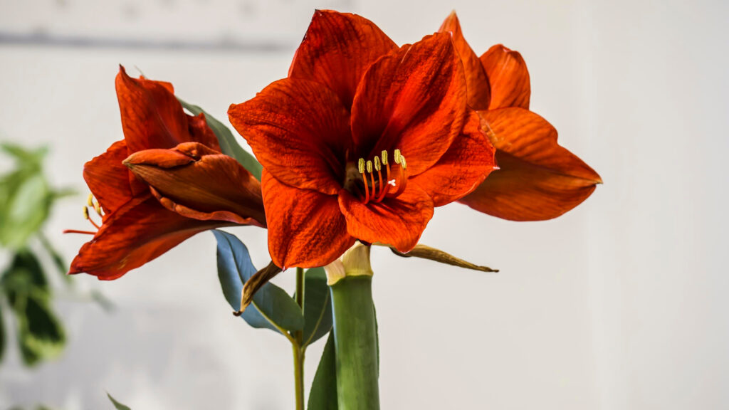 Vibrant Red Amaryllis Flower Close Up 4K Desktop Wallpaper